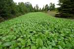 Brassica plots for late December