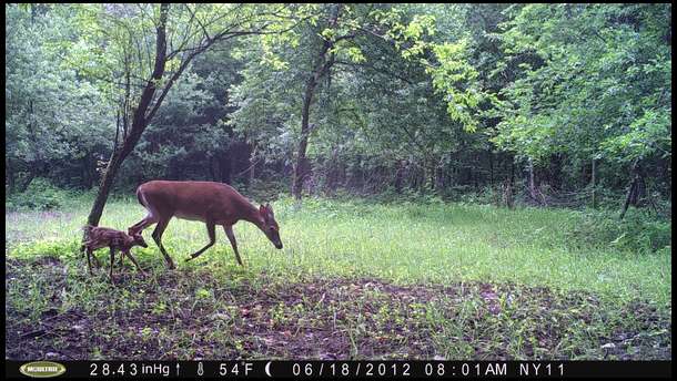 Despite a decent amount of deer photos from this plot, it remains sparse. 