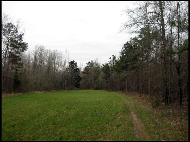 One of the food plots. i use a basic 4 way. wheat,rye,oats and crimson clover broadcated with 12-8-8 fertilizer