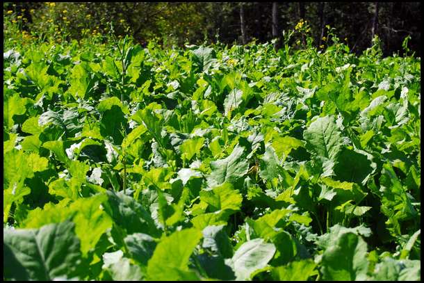 This photo taken 9/18 shows the brassicas are close to 24