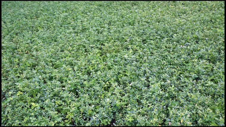 Here is a close up. It's hard to find a single blade of grass or any weeds in this plot. The first year it's CRITICAL to eradicate the weeds. As the crop takes over it will naturally make it harder for weeds to get established. 