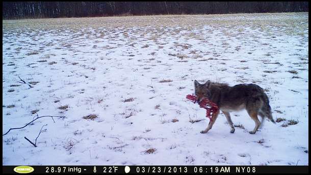 I'm not sure what this coyote has in his mouth but by the size I have a good guess.  