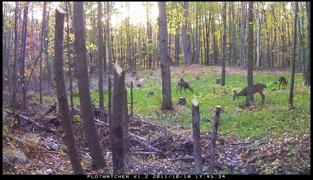 A picture of some does in one of my food plots.