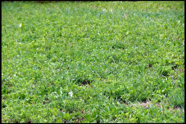 Closer view of our Alfalfa growth