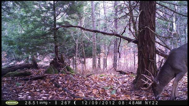 A new buck shows up just as the season closed. 