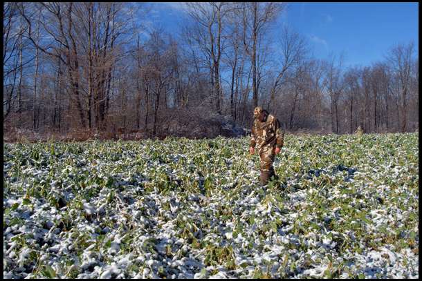 Here I am in December walking through plot 1. The deer are just starting to hit this plot regularly now. 