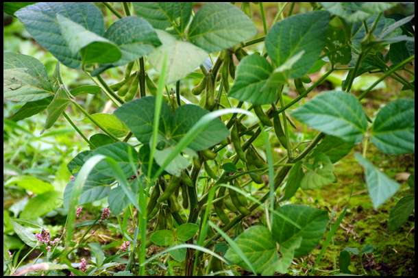 This plot is a mixture of bean producers, and forage producers. This is a bean plant. 