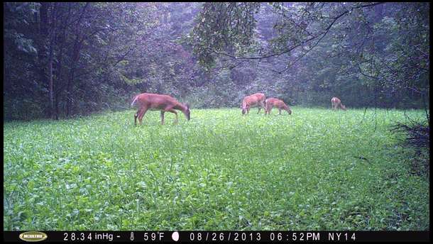 And of course we have trail cam photos from here. Lots of activity.