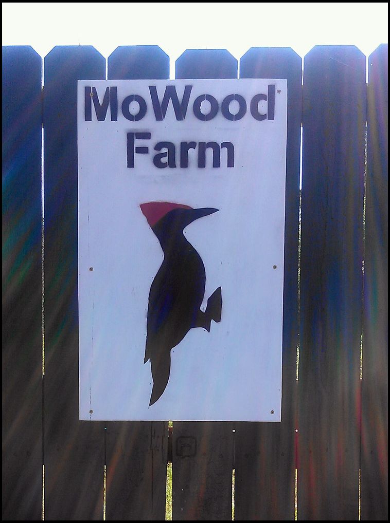 MoWood