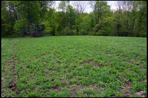 macro view of our Alfalfa/Chicory perennial plot