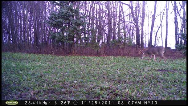 Another buck, this one in the turnips.