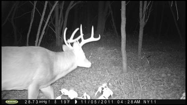 Never saw this buck before..