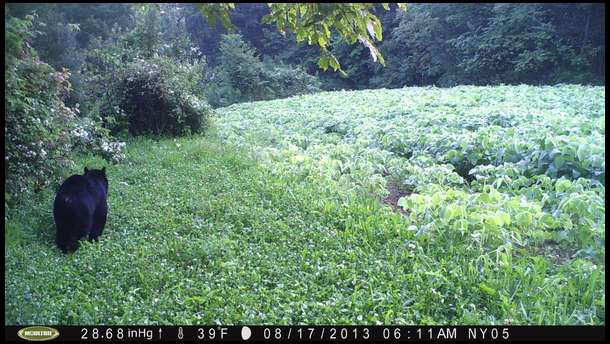 on our clover plot next to the soybeans