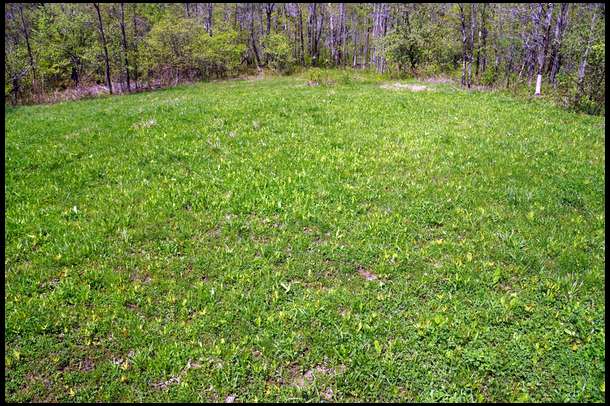 Macro view of Food Plot 5. This is a combo planting of Durana Clover and Tecomate Chicory.  
