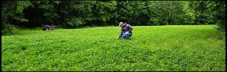 Our clover is thick and weed free. We have mowed once so far and will do another mowing when the clover starts to flower.