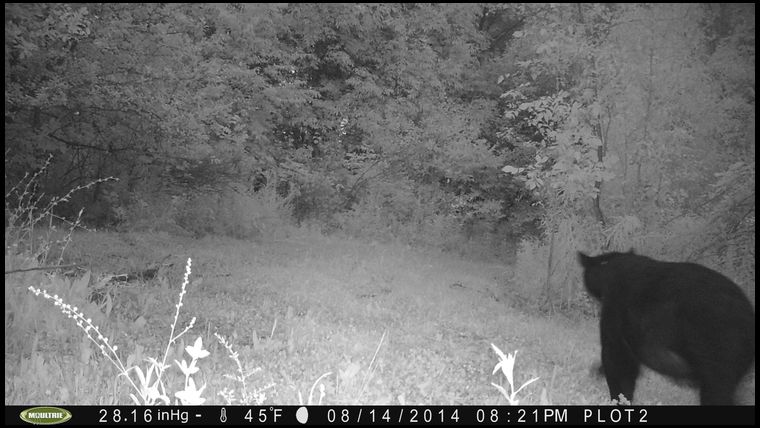 Check out the belly on this boar!