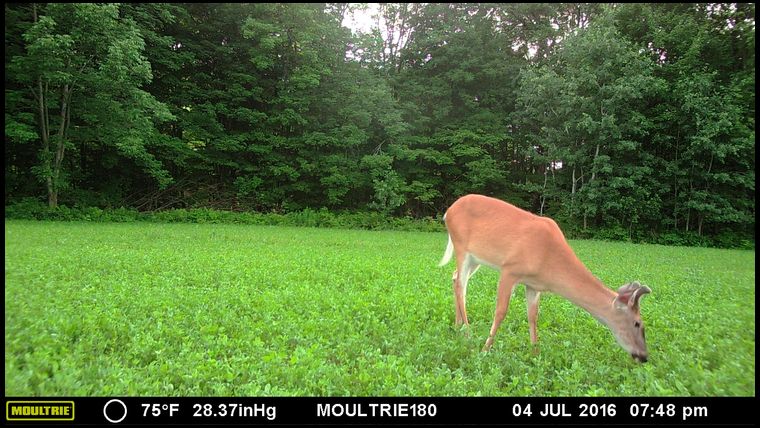I am getting 300 photos a week in this plot. A huge hit and drawing deer like crazy. As expected.