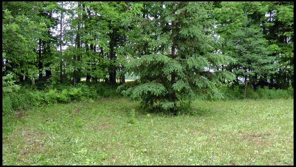 This little plot is Field 3, right on the edge of our land. It is very small, has some trees in it, and will require a bit of work to get it established. But it's right at the edge of a remote farm field that is hundreds of acres.