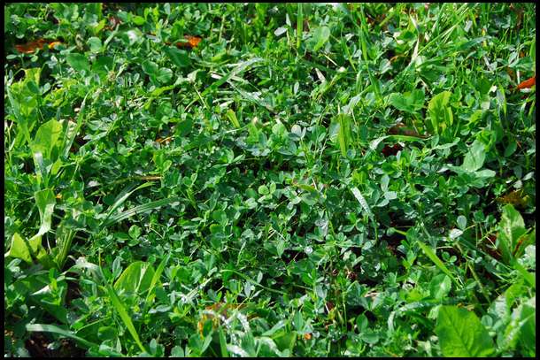 Closeup of the Alfalfa, there is also Chicory mixed in at a rate of 25%