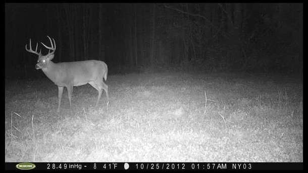 Here he is shortly before he was killed next door. He was an outstanding 8pt well into his prime. Good news is he passed his seed on.