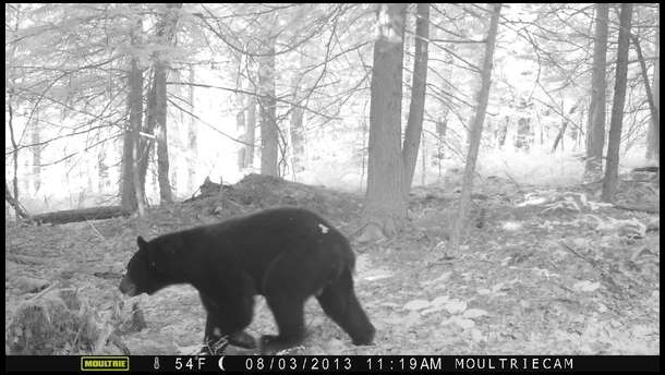 This bear was caught between plots on a main trail