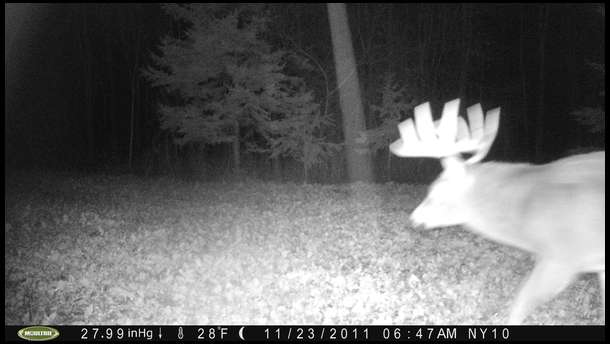 We are seeing this buck often. Here he is in Plot 2. 