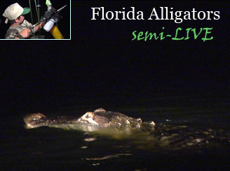 Bowhunting Alligators in Florida - 2008