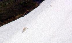 Lone goat ascends the steep snow drift