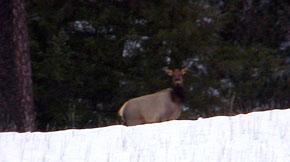 elk on the mountain