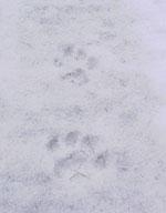 Female cat track