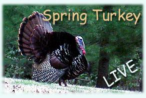Spring Turkey Live - 1999