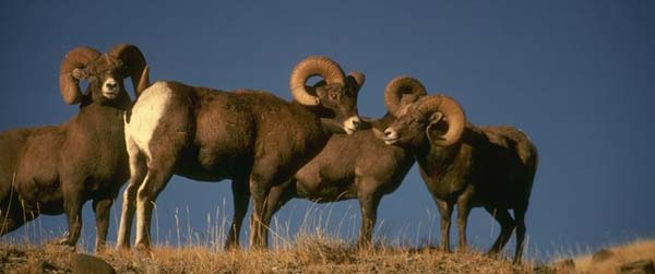 A group of Bighorn's