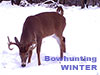 Bowhunting in Winter
