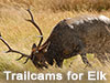 Tips for using trailcams on Elk