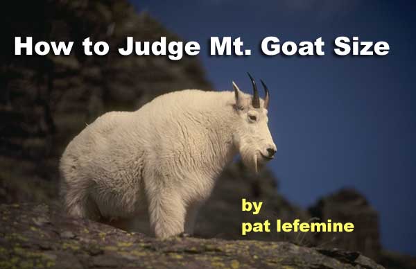 Judging Mt. Goat Size