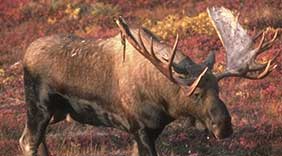 Guided big game hunt costs getting ridiculous