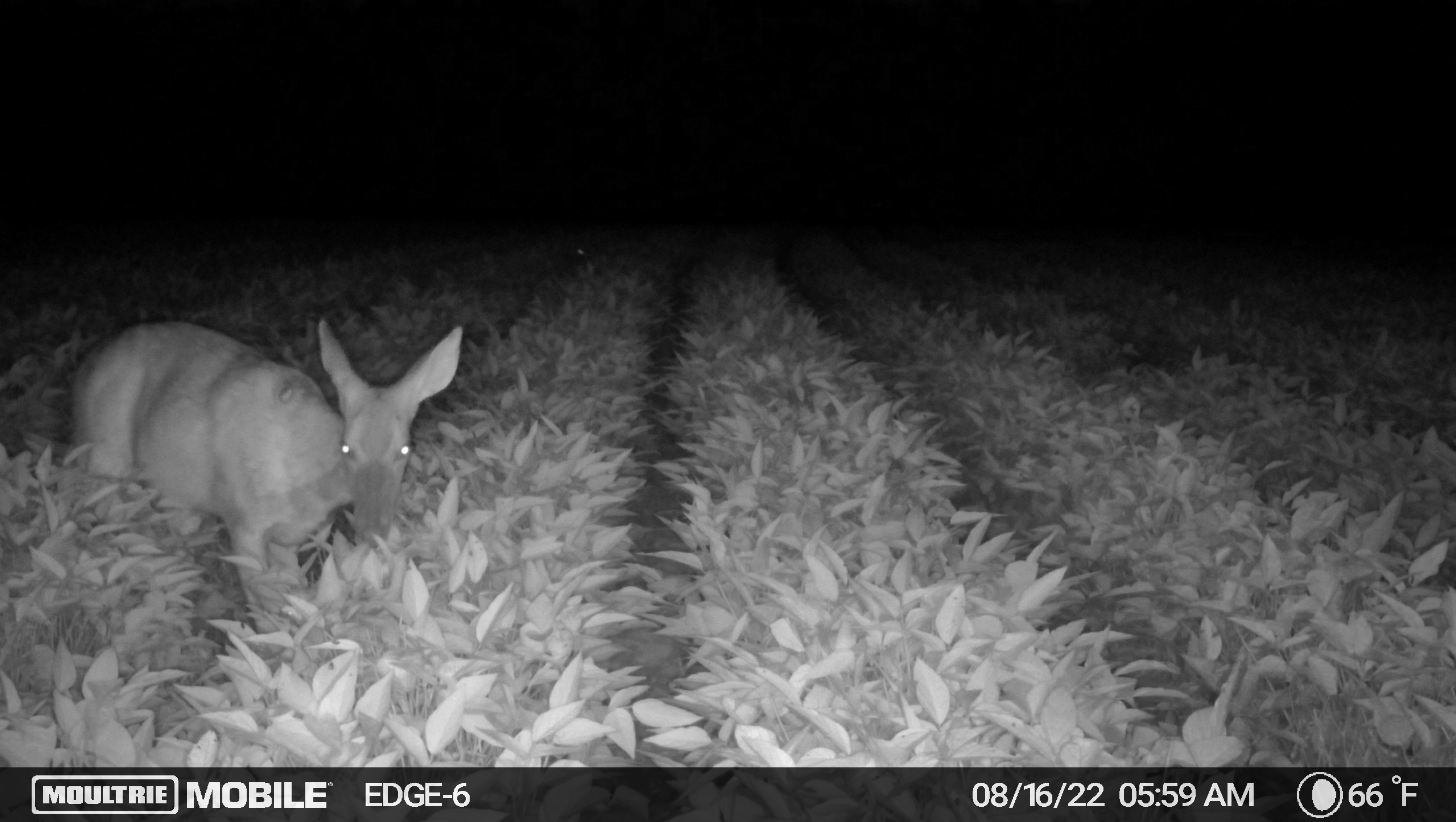 Night Image from Moultrie Delta Base Trail Camera