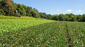 2023 Food Plot Review