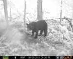 Surprise Visitor - Black Bear 