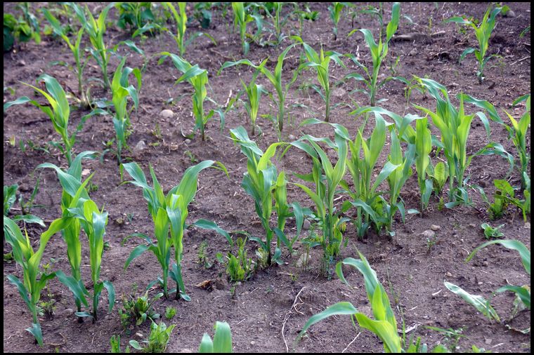This is field corn, we will try sweet corn next year. Due to the strong stalks, field corn makes better sense for us due to the early deep snowfalls we experience here in NY.