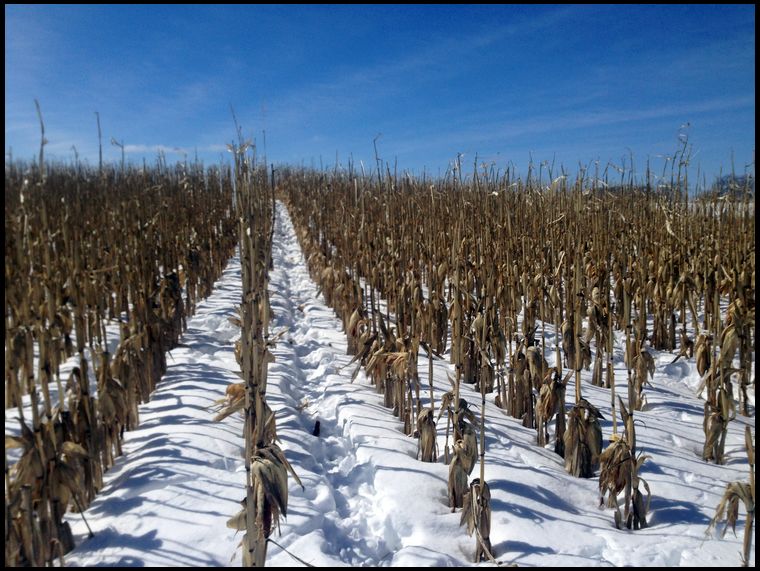 This cornfield is 200 yards from the deer yard. It has sustained the deer through this brutal winter.
