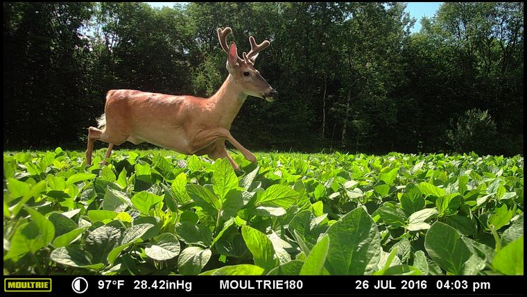 This small buck is one of many using my soybeans.