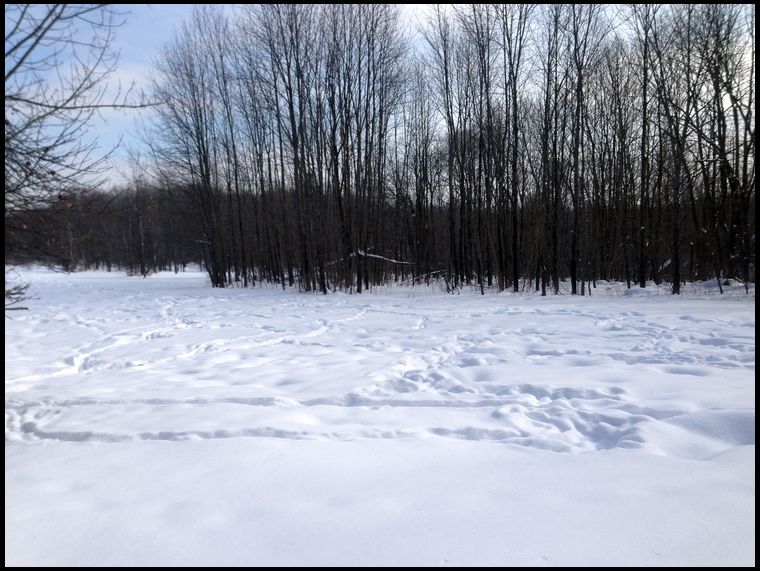 Food Plot 2 after a fresh blizzard.