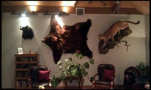 Hanging A Bear Rug - How To Hang A Bear Skin Rug On The Wall