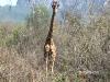 KMHA client Chad Meaux arrows a Giraffe at 21 yards.  Bull is down within 5 seconds.