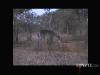 Got My Waterbuck Shot on video. Ironically, it never runs out of frame.