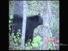 Beautiful Manitoba black bear with Adrenaline Outfitters.