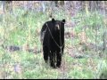 Big Manitoba bear with North Mountain Adventures