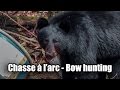 2016 black bear bow hunting.