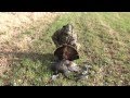 2015 Michigan Turkey Bow Hunt